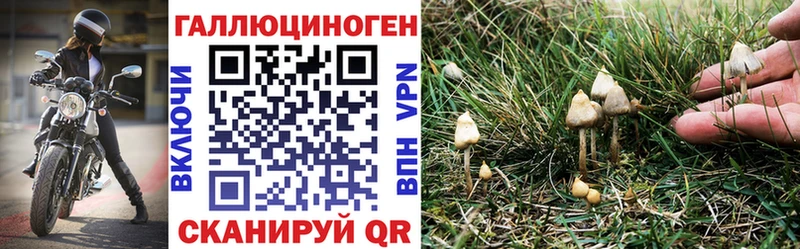 Псилоцибиновые грибы Psilocybine cubensis  Домодедово 